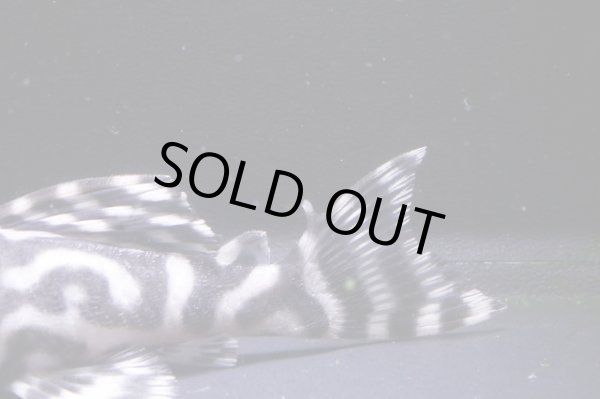 画像3: 鳴り砂ブリード・オマケバージョンV×オマケバージョンV・8.0ｃｍ雌個体 (3)