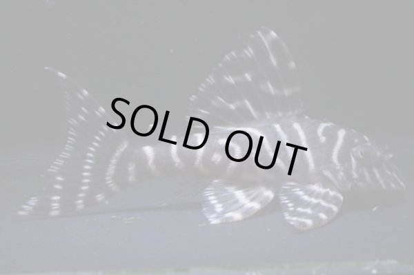 画像2: riamoaブリード・N3×オマケVerIII・III・Wロット7.2ｃｍＮｏ3 (2)