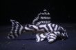 画像1: MIブリード・オマケVerIII・IIIリアル・F１・5.5ｃｍ2025Ｎｏ１ (1)
