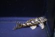 画像2: 工場長ブリード・オマケオリノコF３・6.0ｃｍ±雌個体 (2)