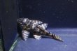 画像3: 工場長ブリード・オマケオリノコF３・6.0ｃｍ±雌個体 (3)