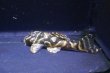 画像4: 工場長ブリード・オマケオリノコF３・6.0ｃｍ±雌個体 (4)