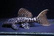 画像1: ワイルドL273・ウルトラタイタニックトリム8.5ｃｍ±Ｎｏ1 (1)