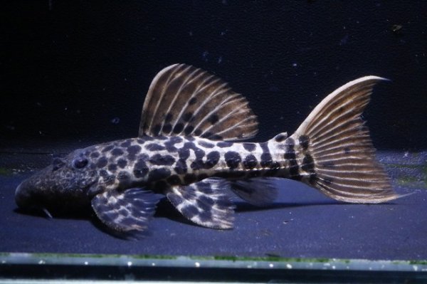 画像1: ワイルドL273・ウルトラタイタニックトリム8.5ｃｍ±Ｎｏ1 (1)