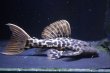 画像2: ワイルドL273・ウルトラタイタニックトリム8.5ｃｍ±Ｎｏ1 (2)