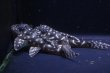 画像4: ハイセンスブリード・ワイルドL136×オマケＶｅｒII・II・5.2ｃｍ前後３匹セット (4)