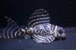 画像1: 松風ブリード・アクアズ俺一・F１・7.5ｃｍＮｏ9 (1)