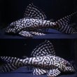 画像1: N&Nブリード・N３（オマケバージョンIII・F2）11.0ｃｍ2025No4リアルメガクラウンゼブラ (1)