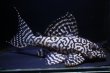 画像3: N&Nブリード・N３（オマケバージョンIII・F2）11.0ｃｍ2025No4リアルメガクラウンゼブラ (3)