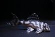 画像1: ヒマワリブリード・まっちゃん工房ブリード・F１・5.5ｃｍＮｏ１ (1)