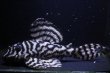 画像3: 飼い込み個体・チラリズムブリード10.0ｃｍ繫殖経験ありの雄 (3)
