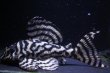 画像1: 飼い込み個体・チラリズムブリード10.0ｃｍ繫殖経験ありの雄 (1)
