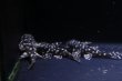 画像1: ハイセンスブリード・ワイルドL136×オマケＶｅｒII・II・4.0ｃｍ３匹セットNo5 (1)