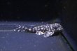 画像6: ハイセンスブリード・ワイルドL136×オマケＶｅｒII・II・4.0ｃｍ３匹セットNo5 (6)