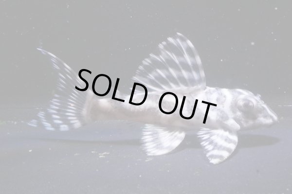 画像2: riamoaブリード・N3×オマケバージョンIII・III・Rロット・7.0cm2025No7 (2)