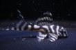 画像1: riamoaブリード・N3×オマケバージョンIII・III・Rロット・4.8cm2025No8 (1)