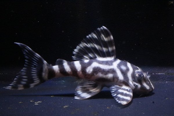 画像2: フリーダムブリード・オマケバージョンI・II×JUN・KOH・6.8ｃｍＮｏ１ (2)