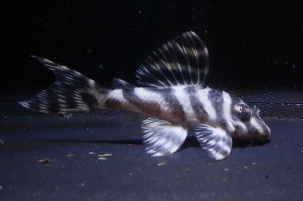 画像2: miroブリード・大ちゃんブリード・F1・5.5ｃｍＮｏ4 (2)