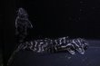 画像5: 鳴り砂ブリード・オマケバージョンII・II・F1・5.0〜5.3ｃｍ３匹セットＮｏ１ (5)