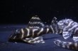 画像4: 鳴り砂ブリード・オマケバージョンII・II・F1・5.0〜5.5ｃｍ３匹セットＮｏ3 (4)