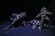 画像6: 鳴り砂ブリード・オマケバージョンII・II・F1・5.0〜5.5ｃｍ３匹セットＮｏ2 (6)