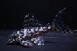 画像2: 鳴り砂ブリード・第一エースの子・第２系統×バージョンII・II・7.2ｃｍ2025Ｎｏ8 (2)