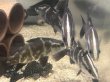 画像1: 四万十川アカメ１５センチ前後 (1)