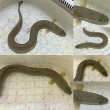画像1: 奄美オオウナギ３０センチ前後 (1)