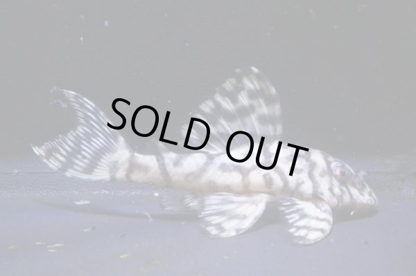 画像2: ５月限定特価・NOBUブリード・オマケブリード×インドネシアL236・7.0cm2025No6 (2)