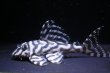 画像2: ハイセンスブリード（ダンプティーL333ｓｐ×Jun・ワイルドL333）×（俺一×L２３６）No1 (2)