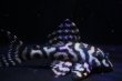 画像1: ハイセンスブリード（ダンプティーL333ｓｐ×Jun・ワイルドL333）×（俺一×L２３６）No5 (1)
