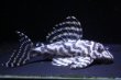 画像1: ハイセンスブリード（ダンプティーL333ｓｐ×Jun・ワイルドL333）×（俺一×L２３６）No4 (1)