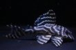 画像1: ハイセンスブリード（ダンプティーL333ｓｐ×Jun・ワイルドL333）×（俺一×L２３６）No7 (1)