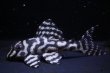 画像2: ハイセンスブリード（ダンプティーL333ｓｐ×Jun・ワイルドL333）×（俺一×L２３６）No5 (2)