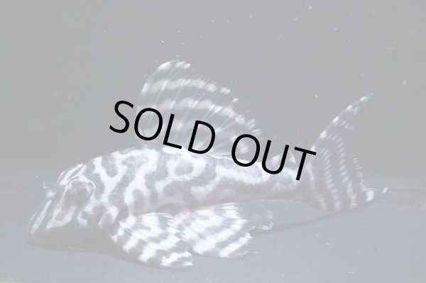 画像2: ハイセンスブリード（ダンプティーL333ｓｐ×Jun・ワイルドL333）×（俺一×L２３６）No4 (2)