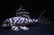 画像3: 飼い込み個体・オマケブリード・オマケスペシャル雄8.2ｃｍ雌8.5ｃｍペアセット (3)