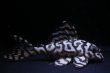 画像4: 飼い込み個体・オマケブリード・オマケスペシャル雄8.2ｃｍ雌8.5ｃｍペアセット (4)