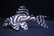 画像3: MIブリード・N3リアル×N3リアル6.2ｃｍ6.5ｃｍ2匹セット (3)