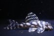 画像2: MIブリード・N3リアル×N3リアル6.2ｃｍ6.5ｃｍ2匹セット (2)