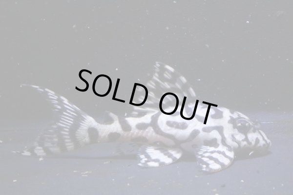 画像2: フリーダムブリード・オマケバージョンII・L236×ワイルドL333・F１・7.0ｃｍNo2 (2)