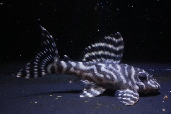 画像2: フリーダムブリード・オマケバージョンII・L236×ワイルドL333・F１・6.5ｃｍNo7 (2)