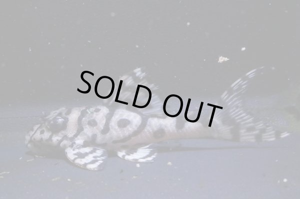 画像2: フリーダムブリード・オマケバージョンII・L236×ワイルドL333・F１・6.2ｃｍNo3 (2)