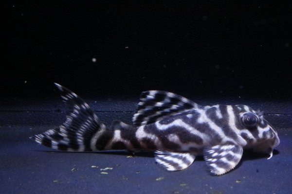 画像2: フリーダムブリード・オマケバージョンII・L236×ワイルドL333・F１・6.0ｃｍNo8 (2)