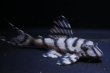 画像2: サンミーブリード・オマケバージョンIsp・V×Ver１・１ｓｐ・7.0ｃｍ2025Ｎｏ3 (2)
