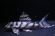画像3: サンミーブリード・オマケバージョンIsp・V×Ver１・１ｓｐ・7.0ｃｍ2025Ｎｏ3 (3)