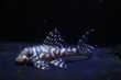 画像3: N&Nブリード・N３Junior（オマケバージョンIII・F3）5.7ｃｍ2025No7 (3)