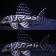 画像1: サンミーブリード・N&Nブリード×しおかのブリード・雄8.0ｃｍ雌7.5ｃｍペアセット (1)