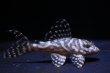 画像1: N&Nブリード・N３Junior（オマケバージョンIII・F3）6.2ｃｍ2025No8 (1)