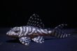 画像2: N&Nブリード・N３Junior（オマケバージョンIII・F3）6.2ｃｍ2025No8 (2)