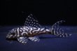 画像1: N&Nブリード・N３Junior（オマケバージョンIII・F3）6.0ｃｍ2025No9 (1)